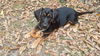 Zoey's Pup Lilly
