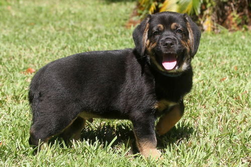 Zoey's Pup Spud