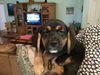 Zoey's Pup Bob