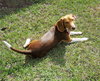 Willow III