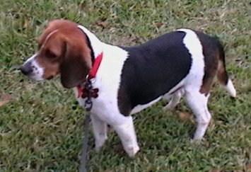 Skippy II