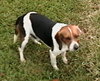 Skippy II