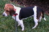 Skippy II