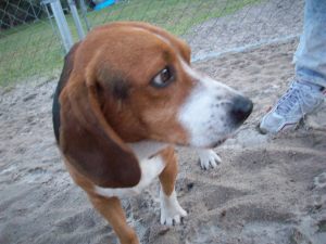 Rupert