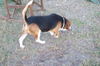 Rupert