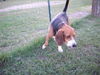 Rupert