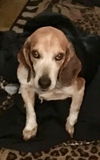 Rufus II