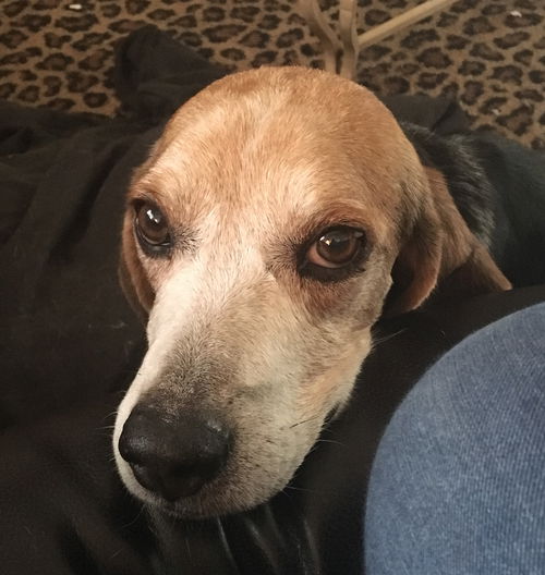 Rufus II