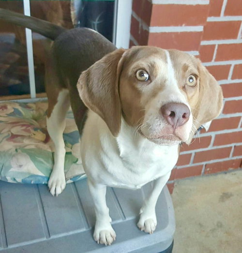 Boomer II
