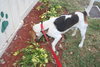 Snoopy V