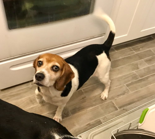 Stevie II