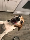 Stevie II