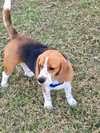 Snoopy XIV
