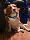 Snoopy XIV