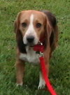 Archie II