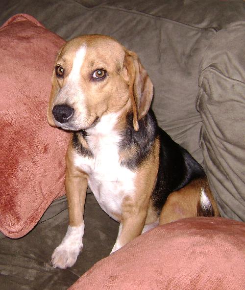 Archie II