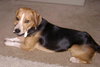 Archie II