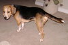 Archie II