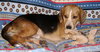 Archie II