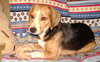 Archie II