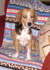 Archie II