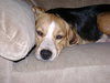Archie II
