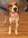 Barkley III