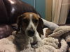 Lily V