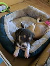 Lucy X's pup Betsy