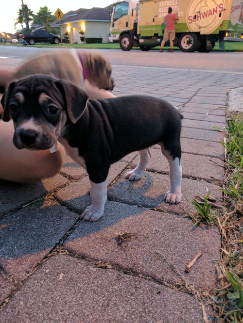 Lucy X's pup Betsy