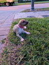 Lucy X's pup Martha