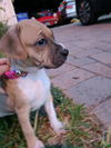 Lucy X's pup Martha