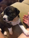 Brit's pup Jyn