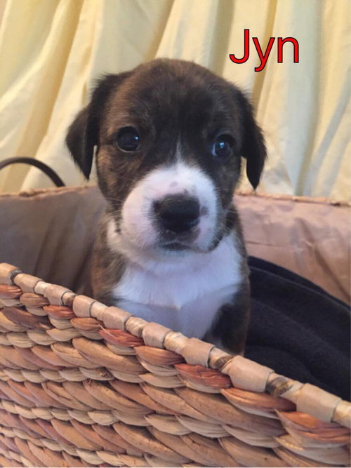 Brit's pup Jyn