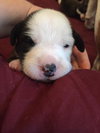 Brit's pup Rey