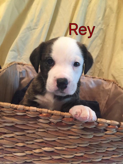 Brit's pup Rey