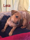 Brit's pup Leia