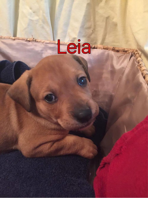 Brit's pup Leia