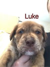 Brit's pup Luke