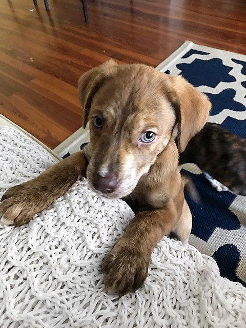 Brit's pup Luke