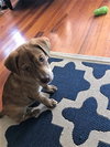 Brit's pup Luke