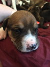 Brit's pup Lando