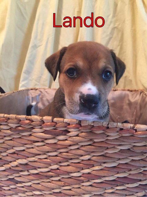 Brit's pup Lando