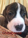Brit's pup Chewbacca