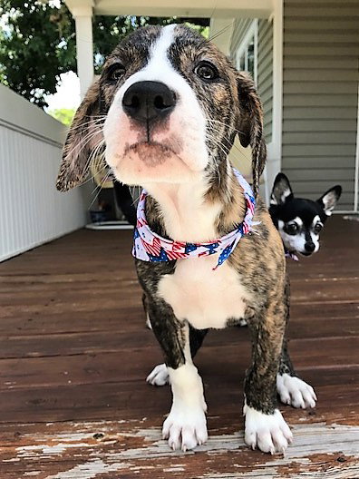 Brit's pup Chewbacca