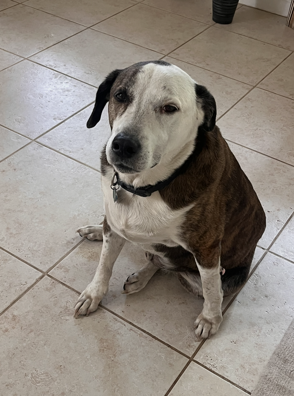 Reagan (fka Brit's pup Han Solo)