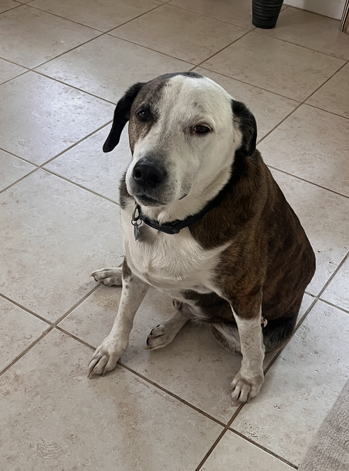 Reagan (fka Brit's pup Han Solo)