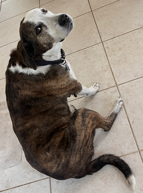 Reagan (fka Brit's pup Han Solo) photo 1