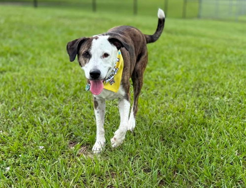 Reagan (fka Brit's pup Han Solo), photo 2