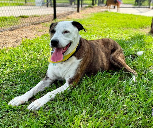Reagan (fka Brit's pup Han Solo), photo 6